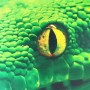 Коврик VITI V-T Snake зеленый